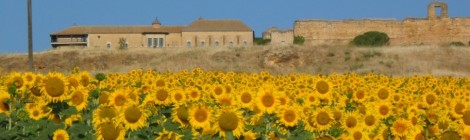 Carmona, summer, sunflowers and wheat